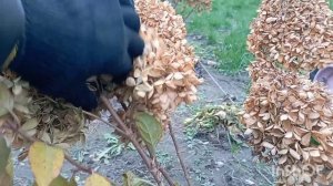 Готовлю взрослые гортензии к зиме в Сибири ❄️?#гортензия#модныйсад#сад