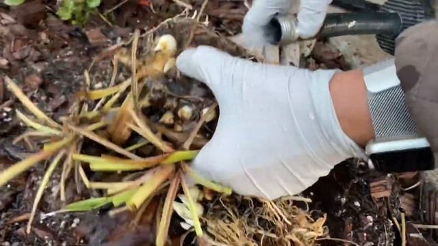 Saving tuberose bulbs смотреть онлайн