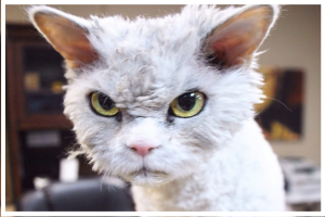 ?ЛУЧШАЯ ПОДБОРКА КОТЫ, СОБАЧКИ