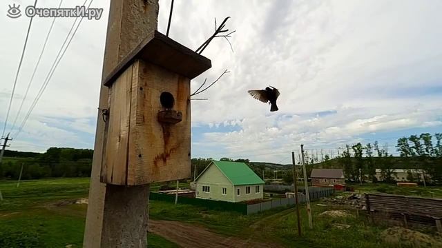 Скворец подлетает к гнезду смотреть онлайн