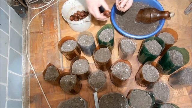 грецкий орех выращивание из семян быстрым методом,стратифицирование семян Часть-1, Walnut смотреть онлайн