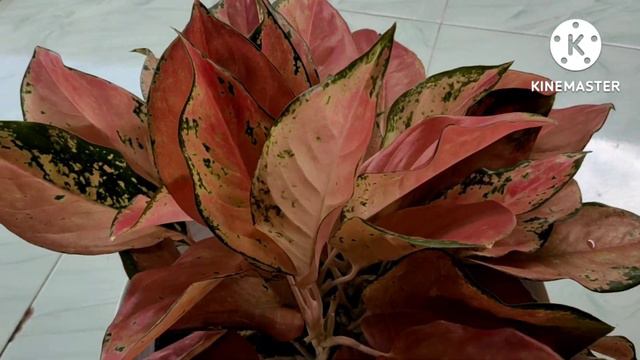 TANAMAN HIAS SUPER |AGLAONEMA KOCHIN PINK RAINBOW | COCOK UNTUK PEMULA | TERAS RUMAH MAKIN CANTIK смотреть онлайн