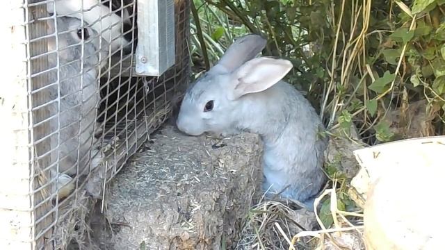 Можно ли кроликам кукурузу. Кролиководство в домашних условиях смотреть онлайн
