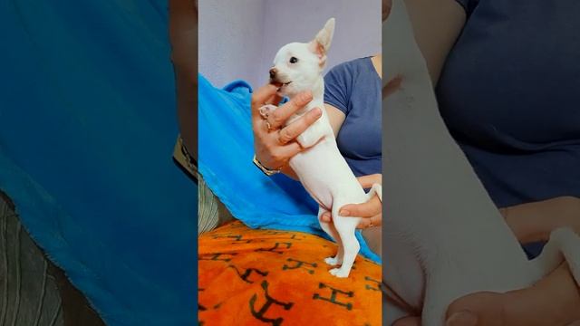 ПРОДАЖА чихуахуа Энигма Белая девочка СимферопольКрым Кастропуло мини собачки Ми-ми-ми купить смотреть онлайн