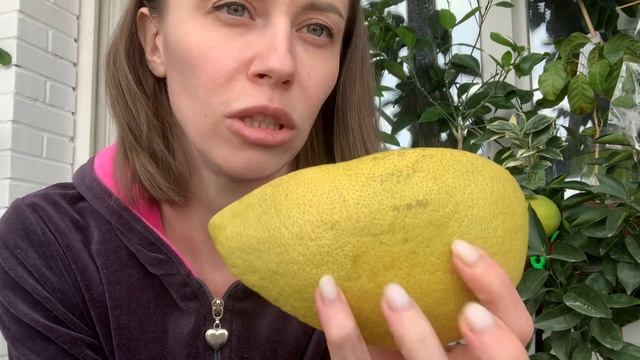 Помело / охота за косточками для подвоя смотреть онлайн