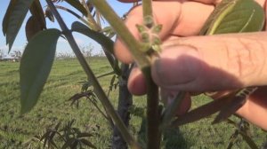 Цветение грецкого ореха. Фунгициды против монилиоза.