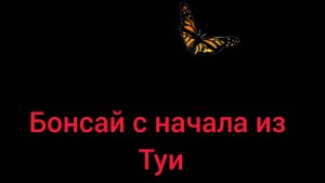 Бонсай из Туи с самого начала.