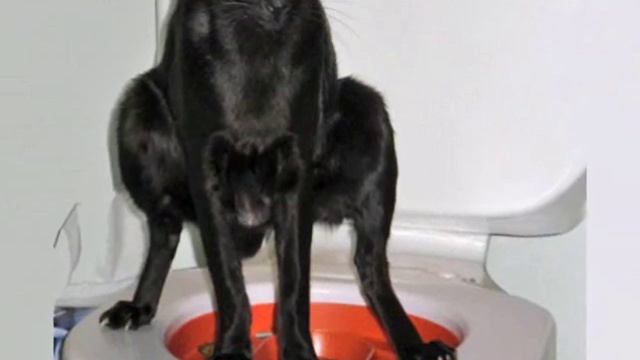 Litter Kwitter Cat / Kitten toilet training system amazing смотреть онлайн
