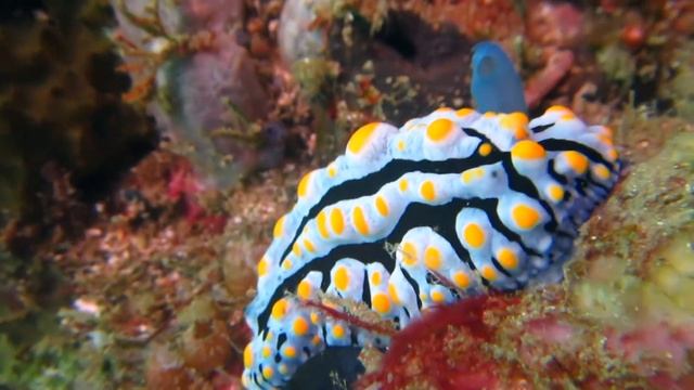Sea Slugs VI смотреть онлайн