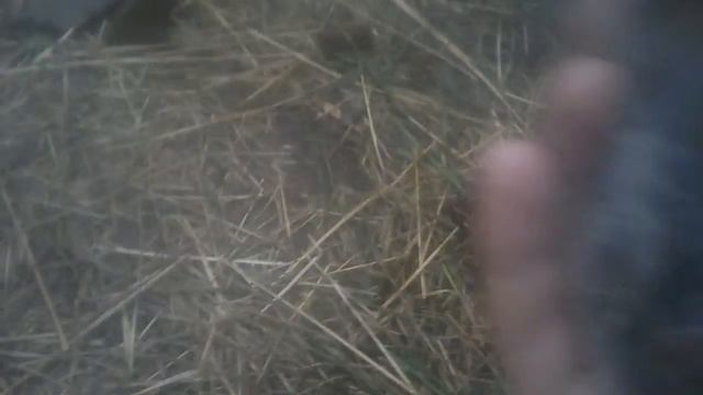 Крольчиха породы серый великан окролилась смотреть онлайн