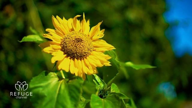 Wonderful Flowers and Relaxing Music! Healing the Body, Mind and Spirit! смотреть онлайн