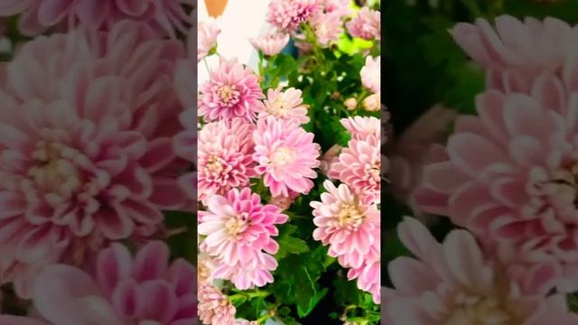 Chrysanthemum pink beauty смотреть онлайн