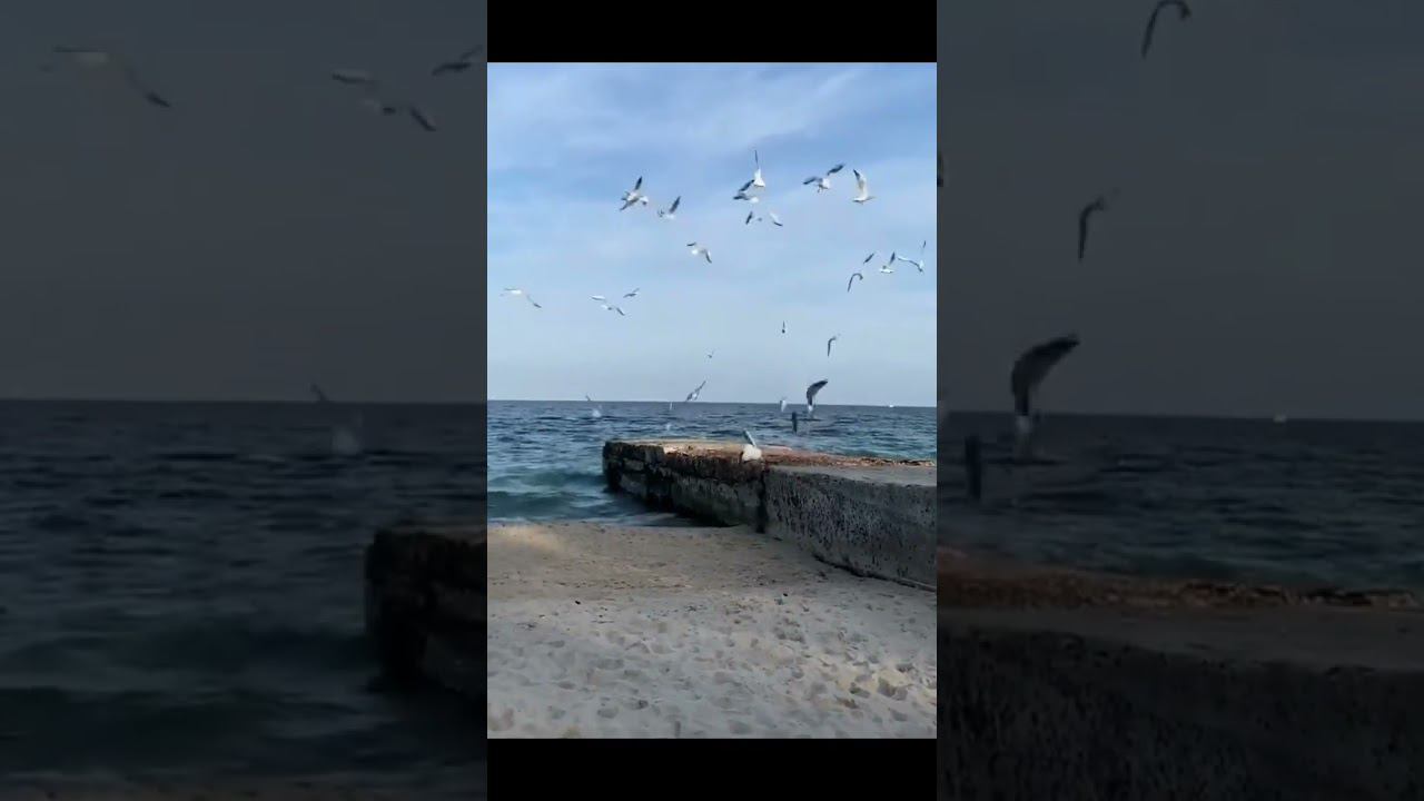 Охота на чаек. Очень шустрый кот #shorts #beach #пляжсочи #чайки #сочи #новостисочи смотреть онлайн