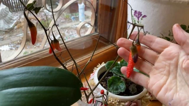 День рождения / лучшие подарки смотреть онлайн