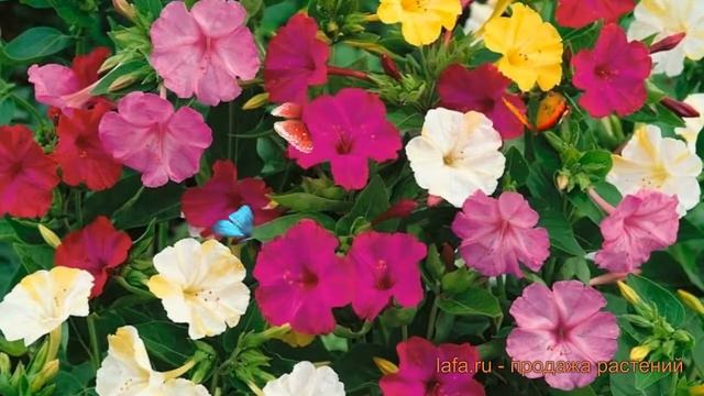 Мирабилис обыкновенный Смесь окрасок ? обзор: как сажать, луковицы мирабилис Смесь окрасок смотреть онлайн
