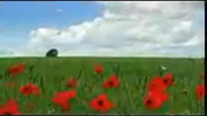 Дима  Димочка Белый День