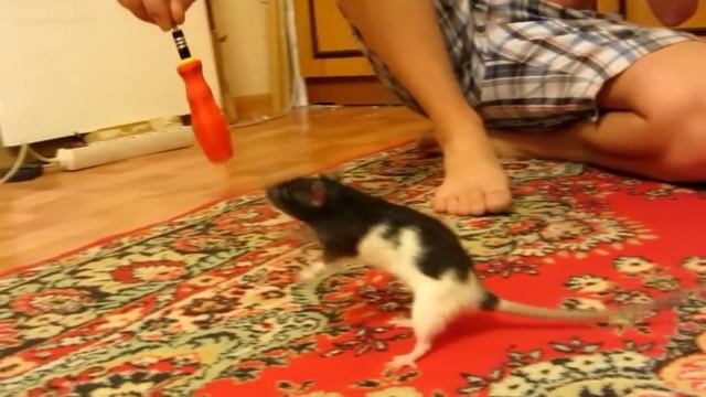 Домашние декоративные крысы вытворяют смотреть онлайн