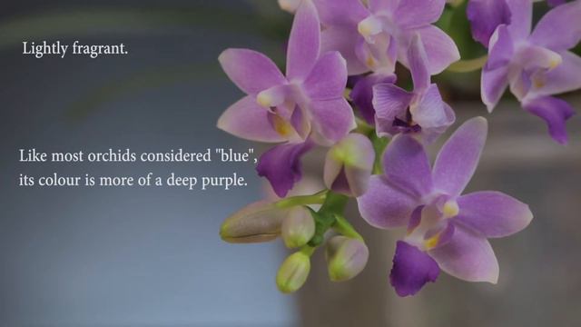 Phalaenopsis Summer Rose ‘Blue Star’ (Phal. Kenneth Schubert x equestris) // Orchid Spotlight смотреть онлайн