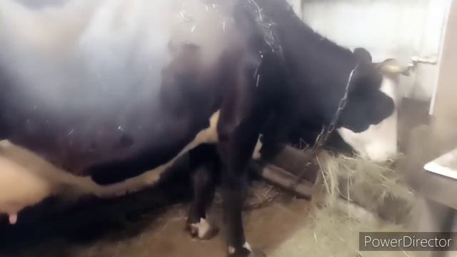 Увеличивать хозяйство не планируем/ Развиваемся медленно, но верно? смотреть онлайн