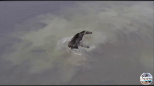 Битва волка и лося один на один. Съемка квадрокоптера