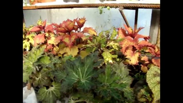 Как создать бизнес на цветах с нуля (делюсь опытом). смотреть онлайн