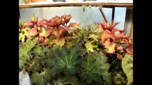 Как создать бизнес на цветах с нуля (делюсь опытом).