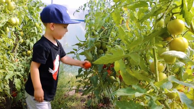 Фёдор в саду #papapasha #вельск смотреть онлайн