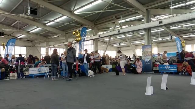 Фиттония из Белой стаи смотреть онлайн