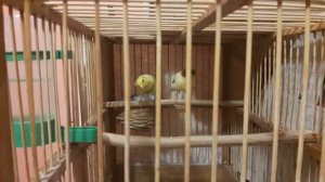 канарейки. поставил гнезда