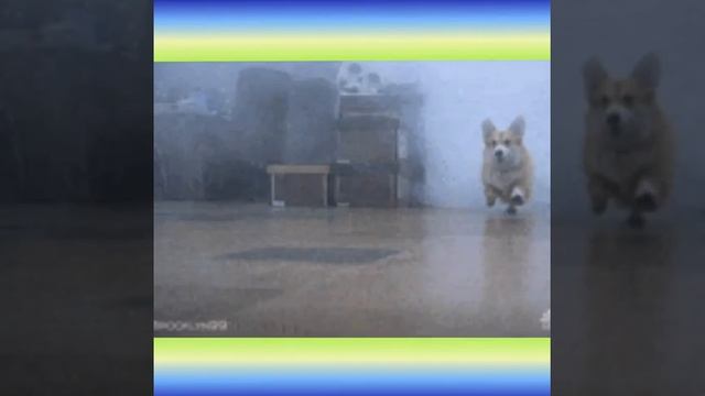Самые милые корги на свете!!!? смотреть онлайн