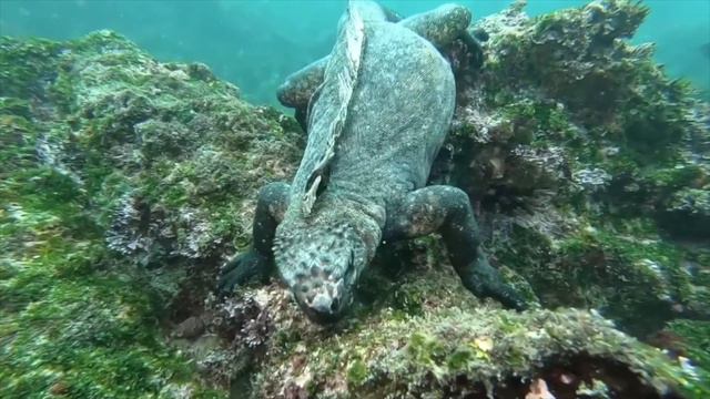 Игуана - красавица смотреть онлайн