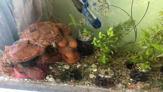 Заболели анциструсы