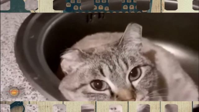 Почему КОШКИ любят спать в РАКОВИНЕ! смотреть онлайн