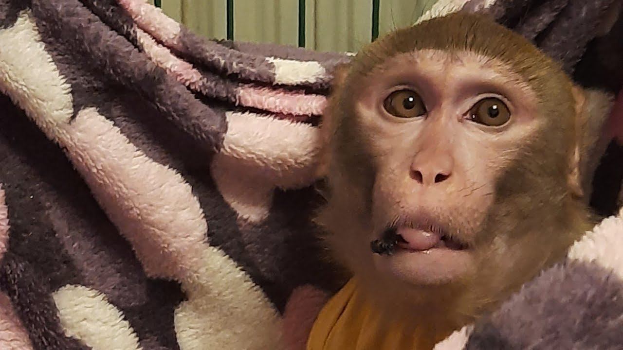 Адаптация Жорика и Борика в новом доме #monkey #обезьяна #макака #macaque