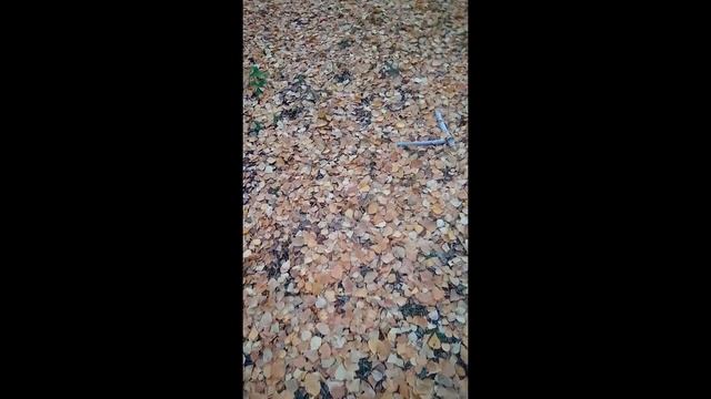 Под сенью берез смотреть онлайн