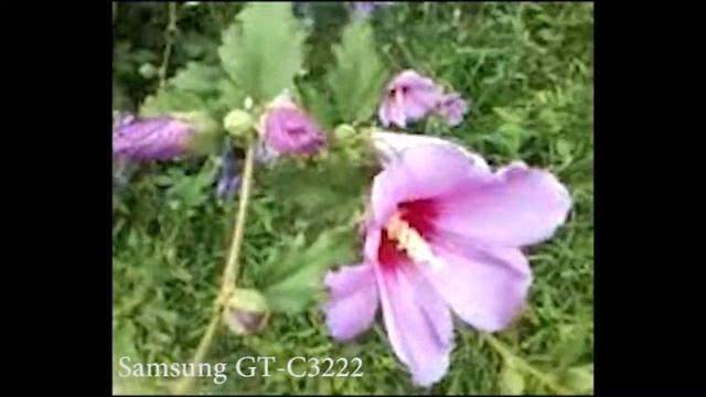 Samsung GT-C3222 Video Test & Видео тест камеры смотреть онлайн