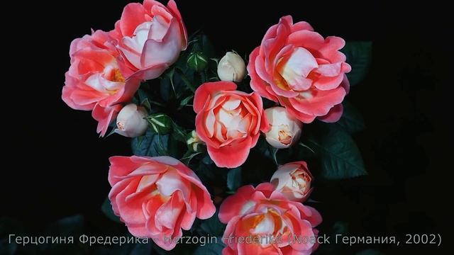 Как распускается роза Герцогиня Фридерика - Herzogin Friederike (Noack, 2002) смотреть онлайн