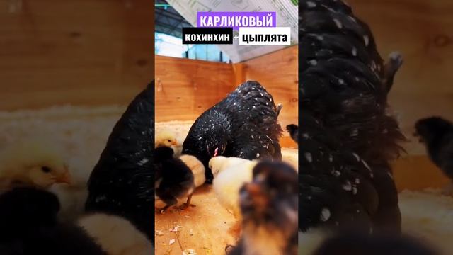 Квочка водит цыплят! Карликовый кохинхин! Декоративные породы кур! #куры #курятник #несушки смотреть онлайн