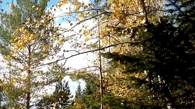 ОСЕНЬ, БЕРЁЗЫ, ОСЕННИЙ ЛЕС... ВЕТКИ ДЕРЕВЬЕВ НА ФОНЕ НЕБА. ФУТАЖИ ДЛЯ ВИДЕОМОНТАЖА. смотреть онлайн