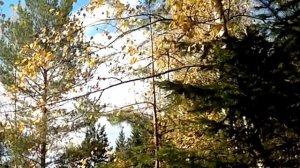 ОСЕНЬ, БЕРЁЗЫ, ОСЕННИЙ ЛЕС... ВЕТКИ ДЕРЕВЬЕВ НА ФОНЕ НЕБА. ФУТАЖИ ДЛЯ ВИДЕОМОНТАЖА.