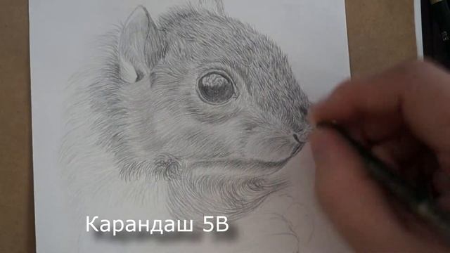Как нарисовать белку карандашом поэтапно✦ смотреть онлайн