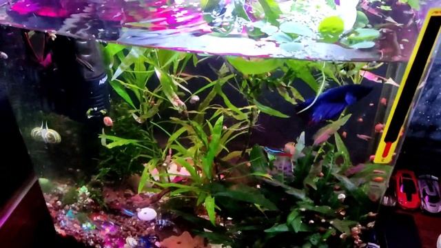 Динозавры ( тритоны) в аквариуме " детском" jebo R338 смотреть онлайн