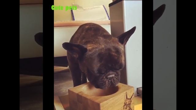 Cutest French Bulldogs - Funny And Cute French Bulldog Compilation # 2| 2019