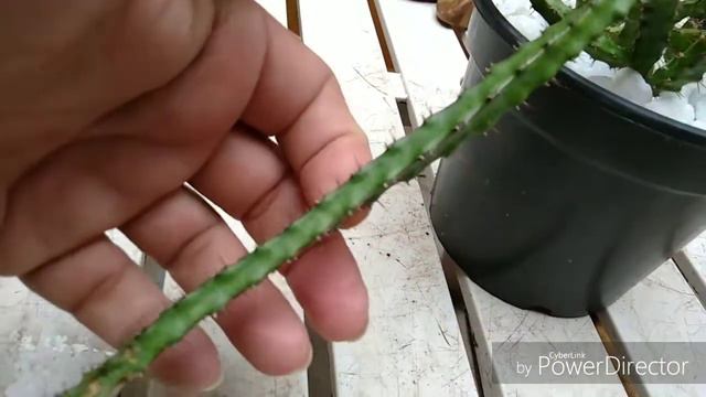 EUFHORBIA KNUTHII, Identificando nossas plantas.. смотреть онлайн