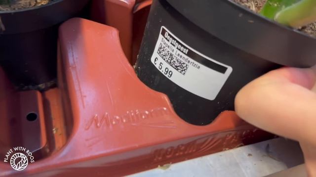 Rare Plants at LOW Prices: Plant Shop Tour! смотреть онлайн