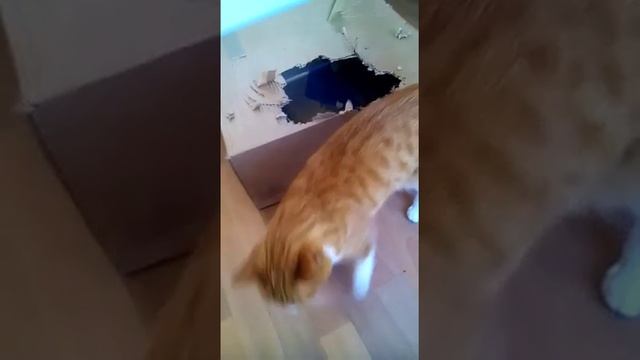 Котокрыс!!! Ха-ха! смотреть онлайн