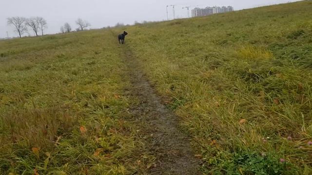 Корсо VS Стаффорд смотреть онлайн