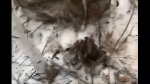 Охота на волка капканами, петлями. Видео от волчатника Сергея ДВ регион.