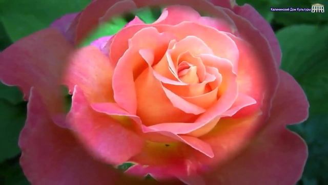 Берегите своих матерей исп. Вокальная группа Любава. смотреть онлайн