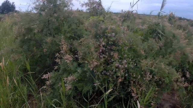 Как я приучал щенка к воде смотреть онлайн